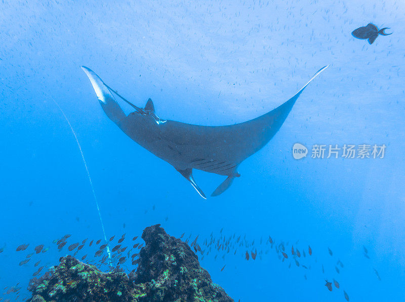 远洋蝠鲼(Manta birostris)游过清洁站。在世界自然保护联盟的红色名单中，这些优雅的动物正在成为野外罕见的景象。